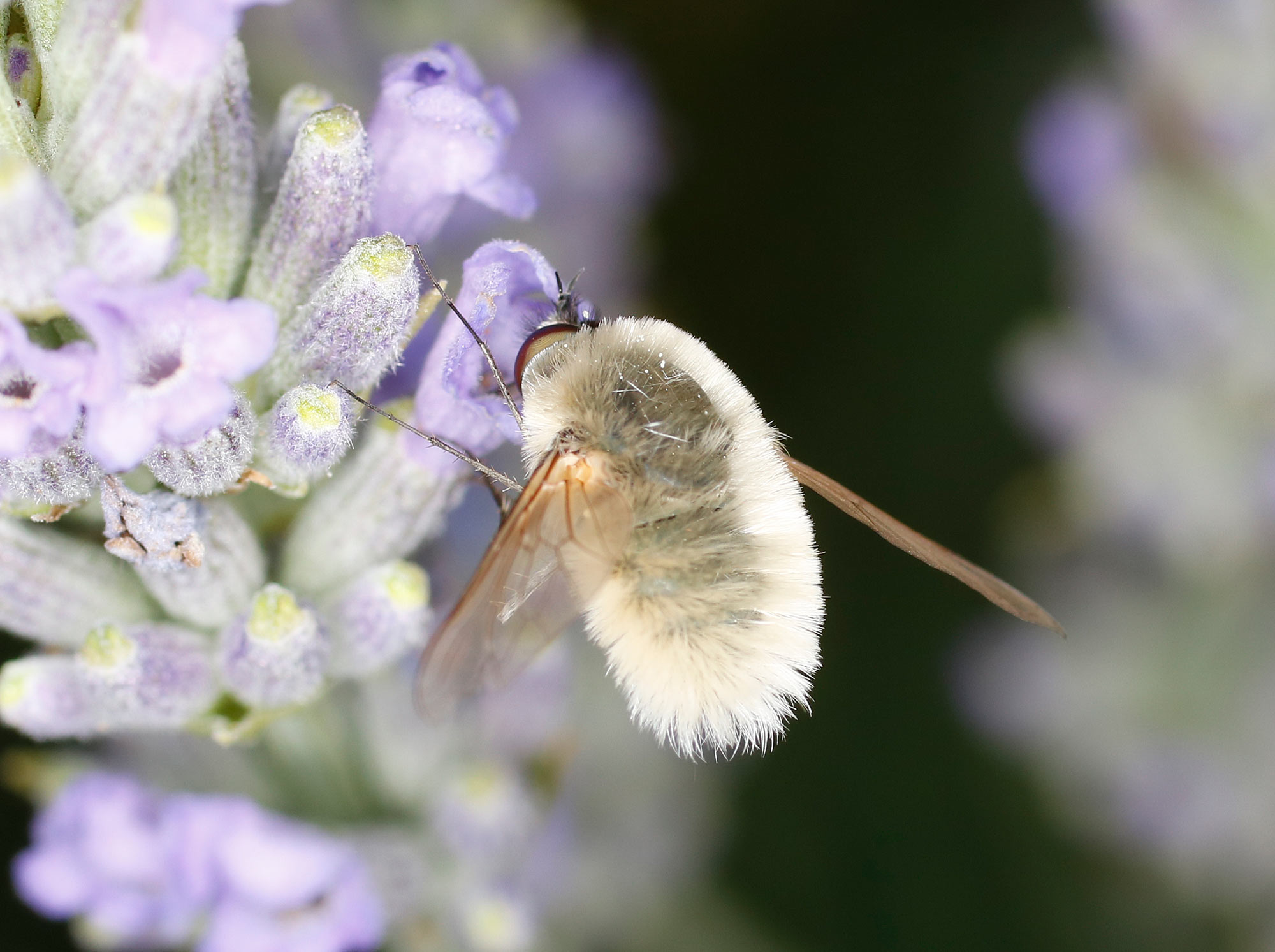 Bombyliidae bianco: Systoechus sp.